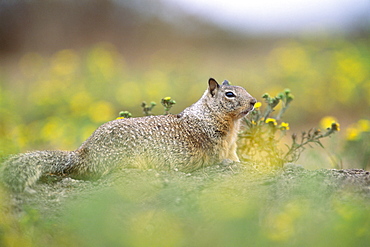 Californian Ground Squirrel