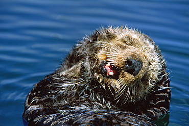 Californian Sea Otter