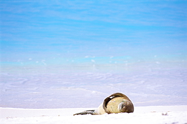 Hawaiian Monk Seal