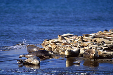 Spotted Seal