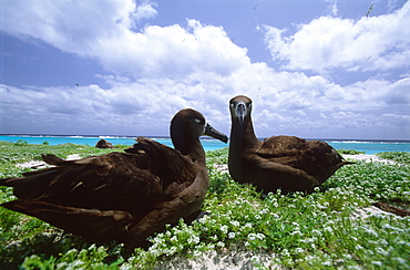 Laysan Albatross