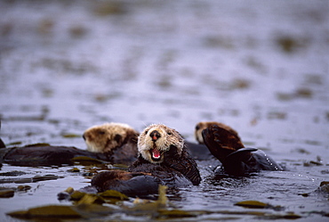 Californian Sea Otter