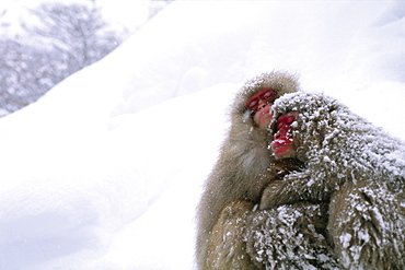 Japanese Monkey