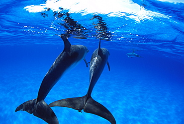 Atlantic Spotted Dolphin