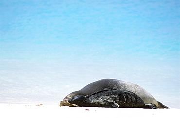 Hawaiian Monk Seal