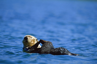 Californian Sea Otter