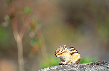 Tamias Sibiricus Lineatus