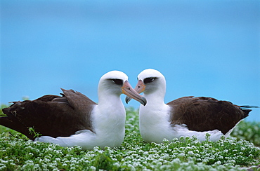 Laysan Albatross