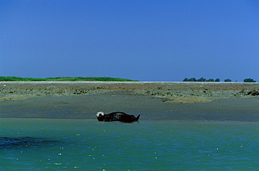 Californian Sea Otter