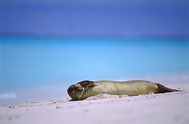 Hawaiian Monk Seal