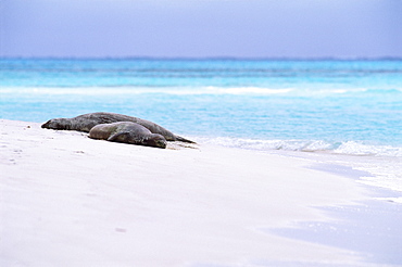 Hawaiian Monk Seal