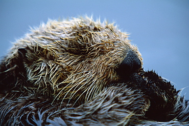 Californian Sea Otter