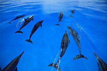 Hawaiian Spinner Dolphin