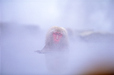 Japanese Monkey