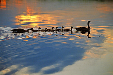 Family of Geese and Goslings