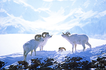 Group of Mountain Rams