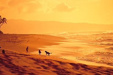 Dogs And Their Owners Playing on Beach