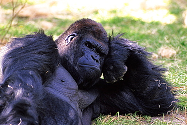 Gorilla Laying Down