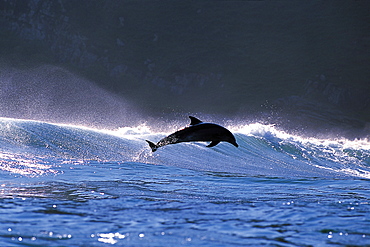 Dolphin Jumping out of Water