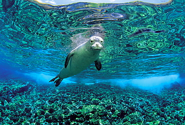 Hawaiian Monk Seal