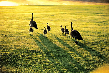 Geese with Goslings Walking