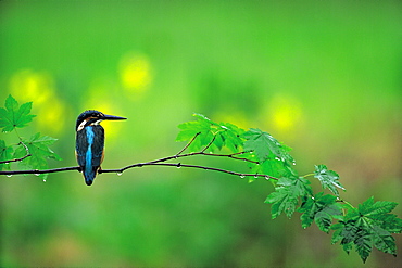 Kingfisher Perched on Branch