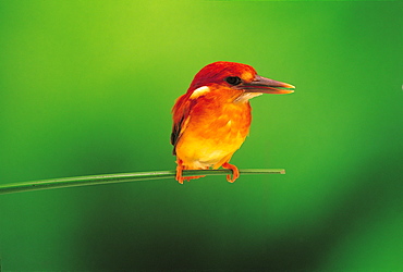 Kingfisher Perched on Branch