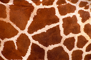 Reticulated giraffe print