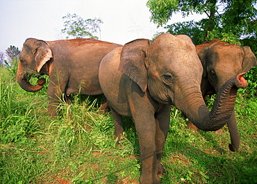 Herd of Indian Elephants walking in savanna