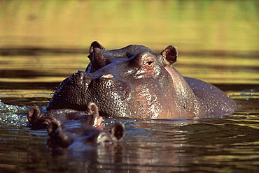 Hippopotamus bathing