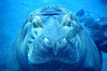 Hippopotamus underwater