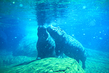 Hippopotami underwater