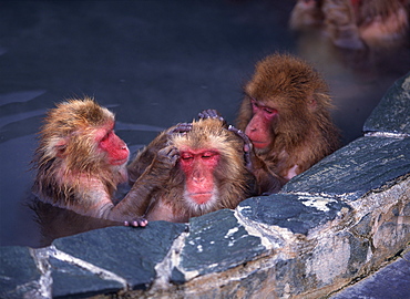 Japanese Macaque in hot spring