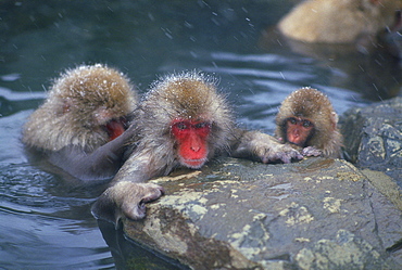 Japanese Macaque in hot spring