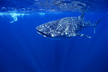 Whale Shark swimming