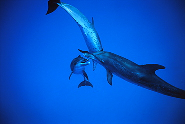 Spotted Dolphins swimming