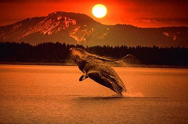 Humpback Whale jumping out of sea