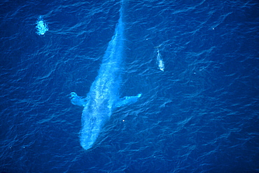 Team of Blue Whales swimming