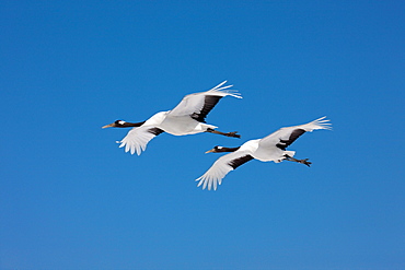 Japanese Cranes, Akan, Hokkaido, Japan