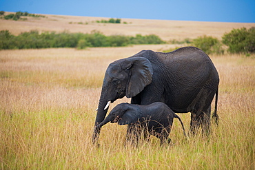 Elephants at Amboseli National Park, Kenya