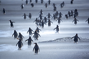 Penguin herd