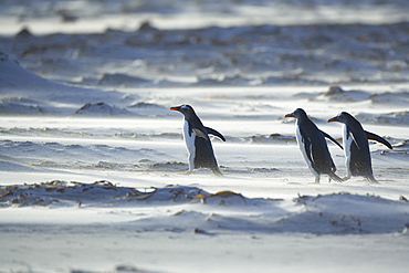 Penguin herd