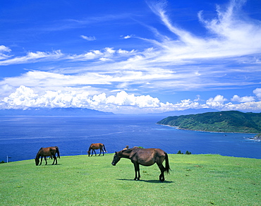 Horses, Japan