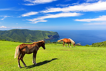 Grazing horses