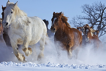 Horses, Japan