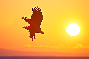 Stellers Sea Eagle