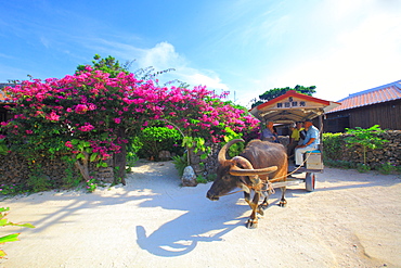 Buffalo Cart, Okinawa