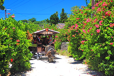 Buffalo Cart, Okinawa