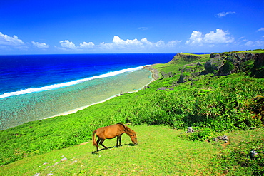 Horse, Okinawa