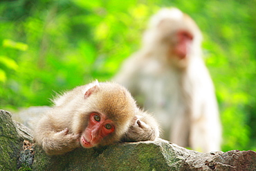 Japanese Macaque, Nagano, Japan